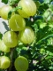 amla