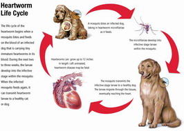 พยาธิหนอนหัวใจ ภัยใกล้ตัวที่แท้จริง
