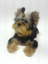 7 Things Your Pet Wants and Needs to Stay Healthy and Disease-Free