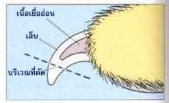 มีวิธีการตัดเล็บสุนัข