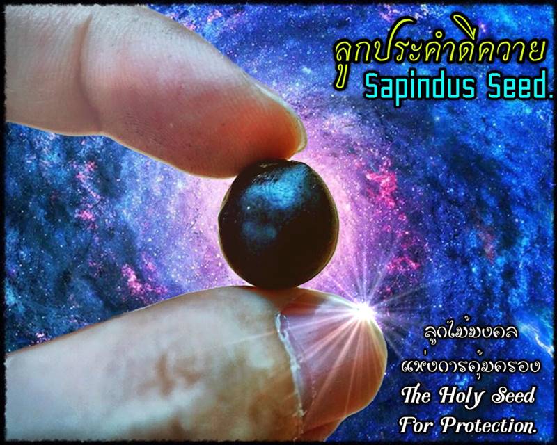 Sapindus Seed by Phra Arjarn O, Phetchabun. - คลิกที่นี่เพื่อดูรูปภาพใหญ่