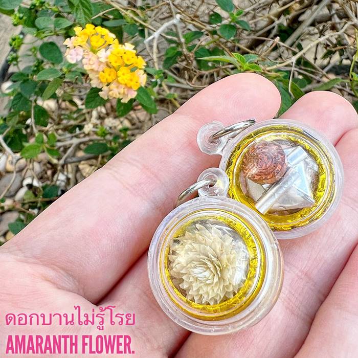 Amaranth Flower by Phra Arjarn O, Phetchabun. - คลิกที่นี่เพื่อดูรูปภาพใหญ่