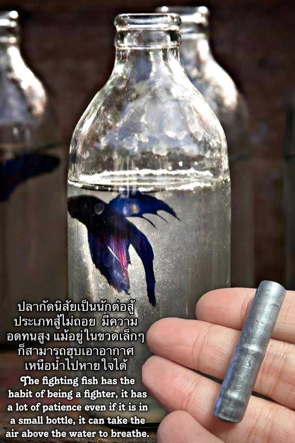 Fighting Fish Traps Prey Eats Money Takrud by Arjarn O Sakda, Ban Tong Mon Magic Academy. - คลิกที่นี่เพื่อดูรูปภาพใหญ่