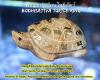 Bodhisattva Turtle King by Arjarn New Akuniwong, Samnak Sakyant Pu Lersi Promma, Nonthaburi