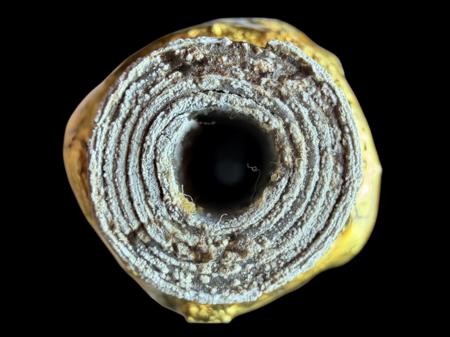 ตะกรุดไมยราพสะกดทัพ พระราชสิริวัชรรังษี หลวงพ่อท่านเจ้าคุณชำนาญ - คลิกที่นี่เพื่อดูรูปภาพใหญ่